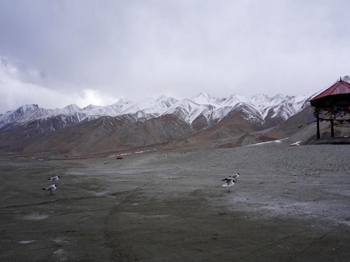 Pangong Delight Camps And Cottages Spangmik Exteriör bild